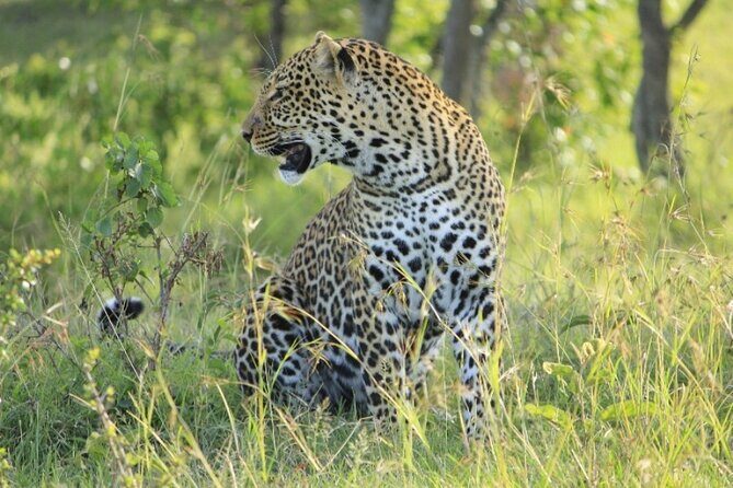 4 Days Landcruiser Safari to Masai Mara and Lake Nakuru - Lake Nakuru Day Four: Early Drive, White Rhino Focus, and a Back-to-Nairobi Finish