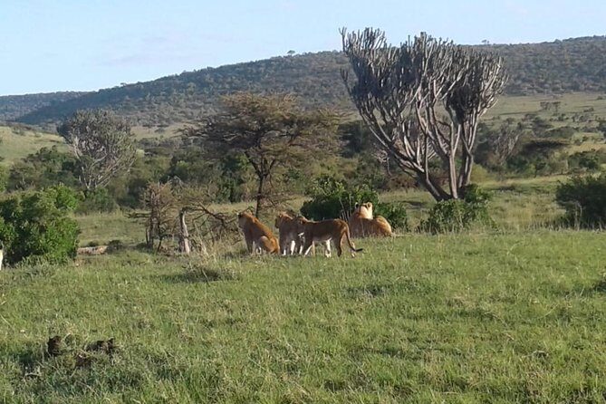4 Days Maasai Mara and Lake Nakuru Unforgettable Safari - From Nairobi Pickup to Rift Valley Road Time