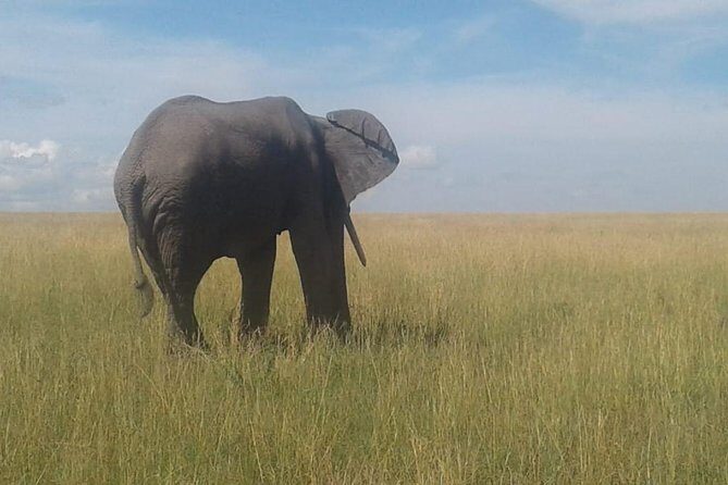4 Days Maasai Mara and Lake Nakuru Unforgettable Safari - Day 2 Maasai Mara: Predator Chances and an Optional Maasai Village Glimpse