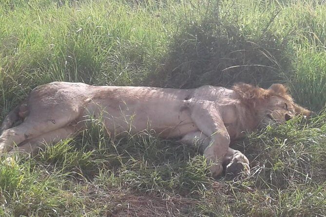 4 Days Maasai Mara and Lake Nakuru Unforgettable Safari - Day 3: Breakfast, Village Option, Then the Move to Lake Nakuru