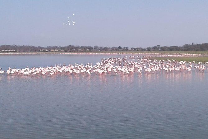 4 Days Maasai Mara and Lake Nakuru Unforgettable Safari - Day 4 Lake Nakuru: White Rhinos, Possible Pink Flamingos, and Back to Nairobi