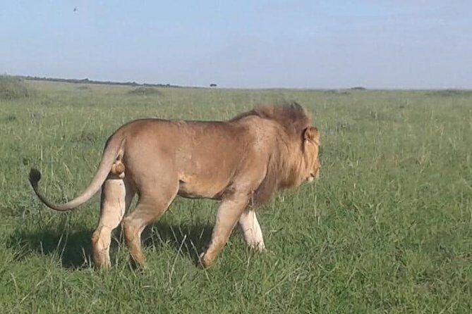 4 Days Maasai Mara and Lake Nakuru Unforgettable Safari - What All-Inclusive Covers (and What It Doesn’t)