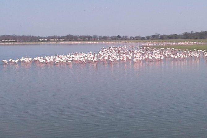 4 Days Maasai Mara and Lake Nakuru Unforgettable Safari - Price and Value: Is $381.54 Reasonable?