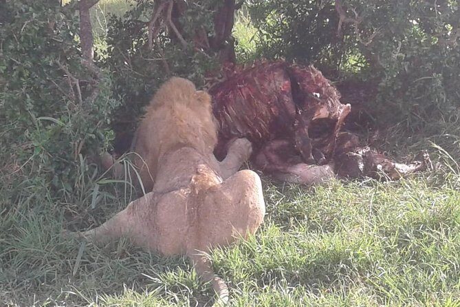 4 Days Maasai Mara and Lake Nakuru Unforgettable Safari - Who This 4-Day Shared Safari Fits Best