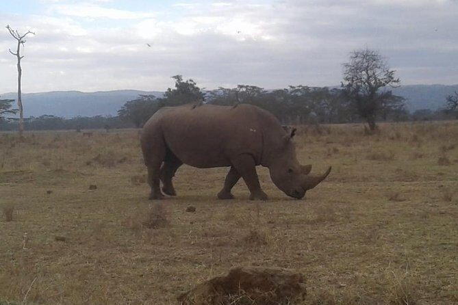4 Days Maasai Mara and Lake Nakuru Unforgettable Safari - Day 1 in Maasai Mara: First Big Drive and Lunch Reset