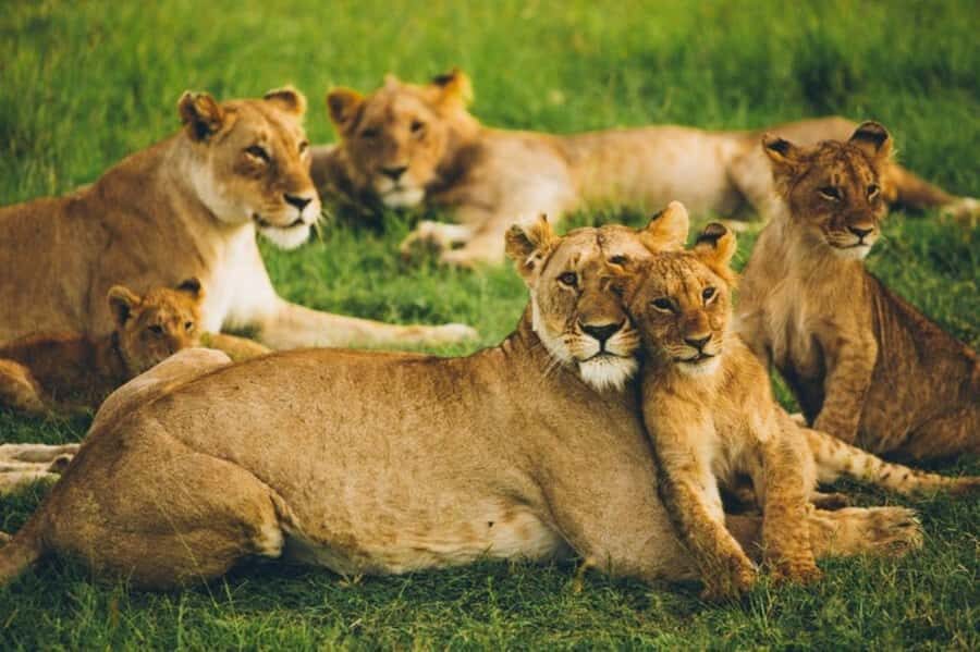 4 DAYS MAASAI MARA GROUP SAFARI: (WITH MARA PARK FEES) - 4WD - Nairobi to Maasai Mara: Rift Valley views and a camp that sets the pace
