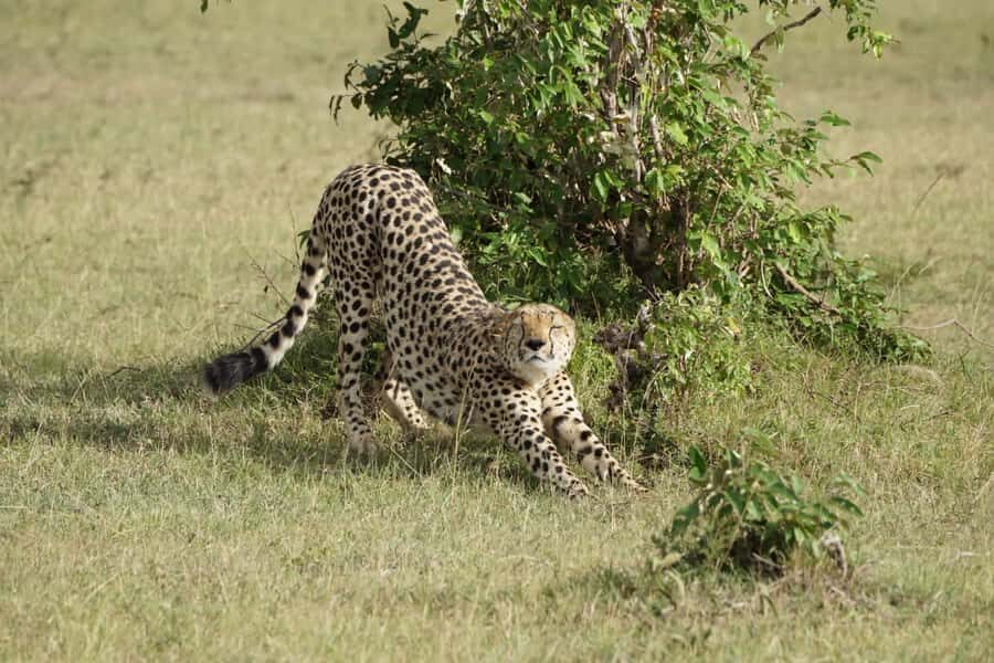 4 DAYS MAASAI MARA GROUP SAFARI: (WITH MARA PARK FEES) - 4WD - Days 2 and 3: full-day game drives that focus on predators and river life