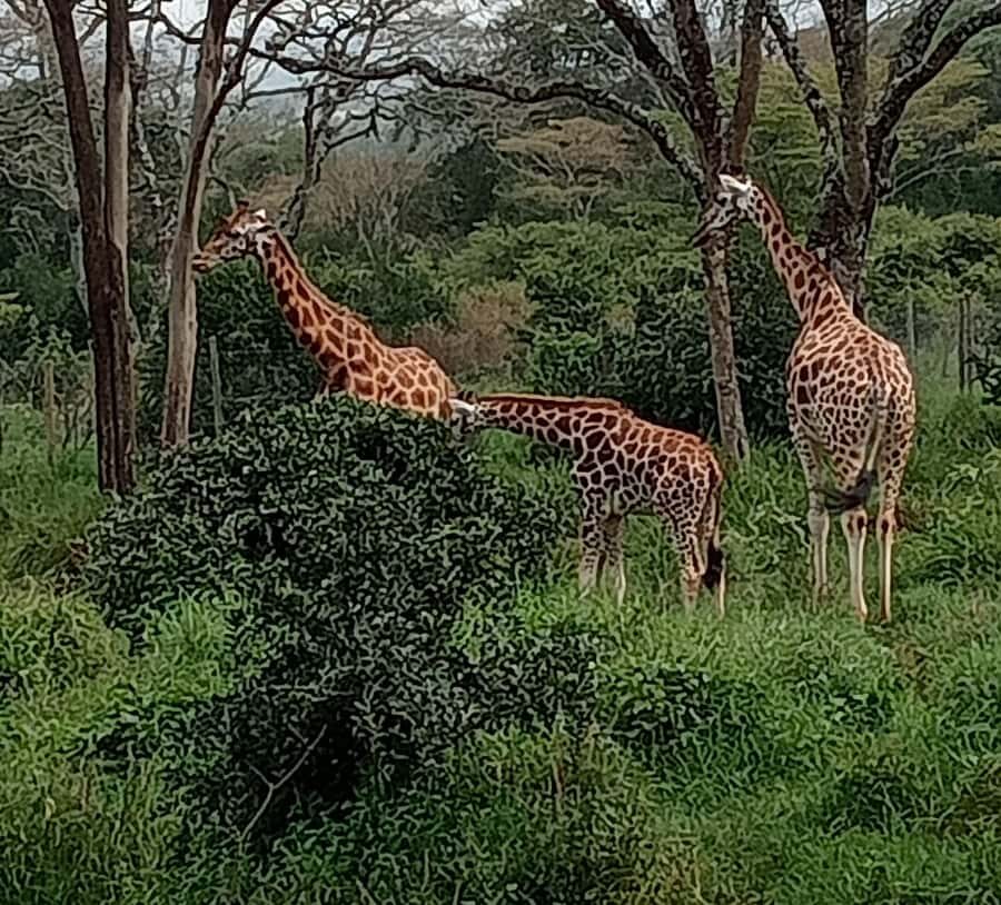 4 DAYS MAASAI MARA GROUP SAFARI: (WITH MARA PARK FEES) - 4WD - Day 4: leaving the Mara and deciding what to add on