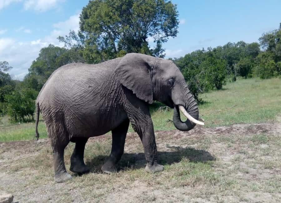 4 DAYS MAASAI MARA GROUP SAFARI: (WITH MARA PARK FEES) - 4WD - Who should book this Maasai Mara group safari?