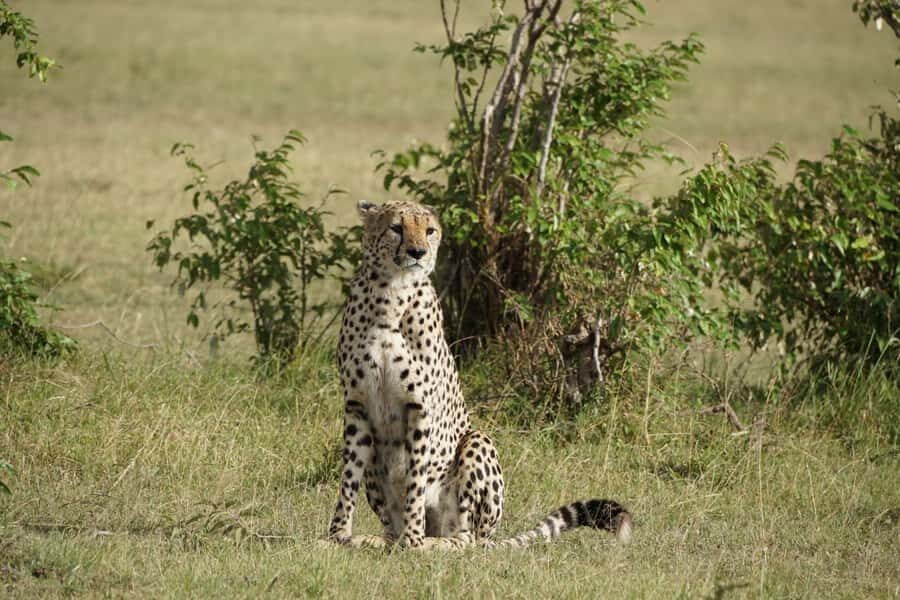 4 DAYS MAASAI MARA & LAKE NAKURU SMALL GROUP SAFARI BY 4WD - Key points to know before you go