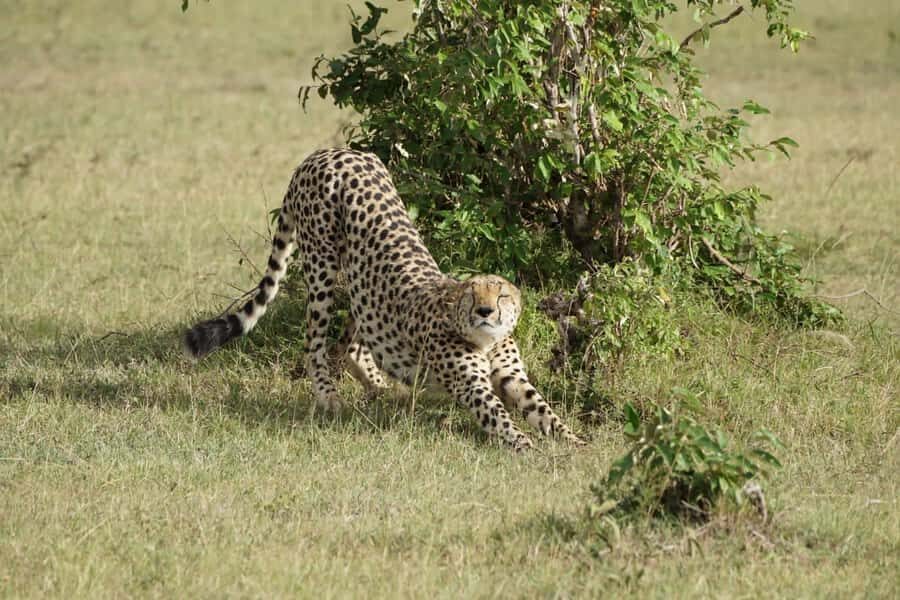 4 DAYS MAASAI MARA & LAKE NAKURU SMALL GROUP SAFARI BY 4WD - Nairobi to the Rift Valley viewpoint: how the trip kicks off