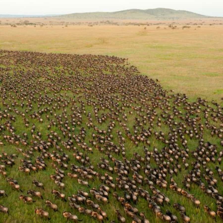 4 DAYS MAASAI MARA & LAKE NAKURU SMALL GROUP SAFARI BY 4WD - Day 1 in the Mara: the 2-hour game drive and your first camp night
