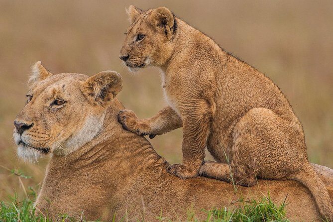 4 days Maasai Mara-Nakuru Mid-Range - Entering The Rift Valley: Nairobi to Lake Nakuru by road