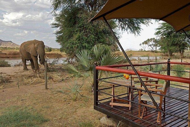 4 days Maasai Mara-Nakuru Mid-Range - A full Mara day: packed lunch, black-maned lions, and cheetahs near vehicles