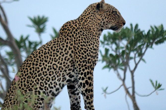 4 days Maasai Mara-Nakuru Mid-Range - Where you sleep: Julia’s River Camp Lodge comfort between drives