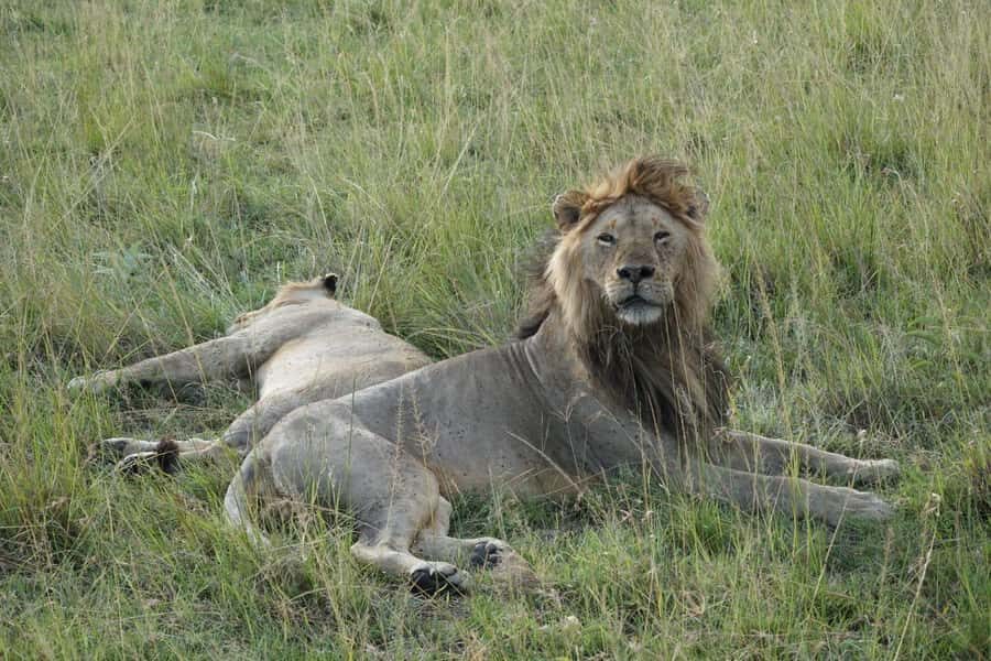 4 DAYS MAASAI MARA NATIONAL RESERVE GROUP SAFARI- 4WD - Day-by-day: Nairobi, Rift Valley views, Mara drives, then back home
