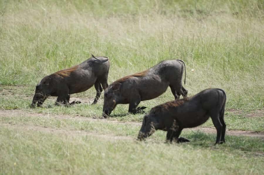 4 DAYS MAASAI MARA NATIONAL RESERVE GROUP SAFARI- 4WD - The pop-roof Land Cruiser: practical, not fancy