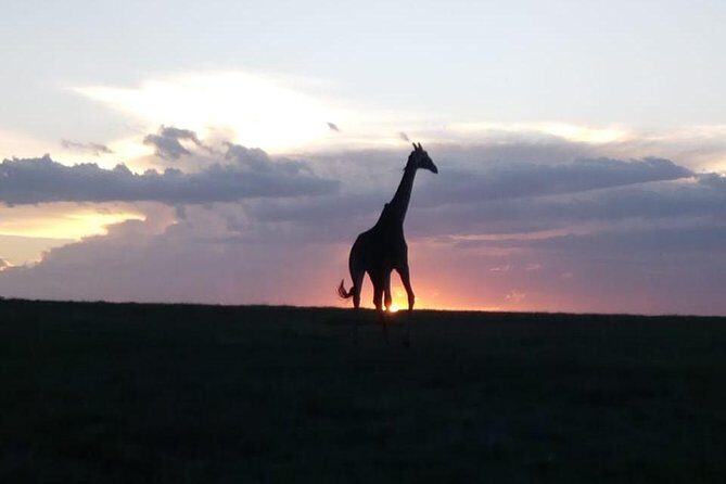 4 Days - Majestic Maasai Mara and Lake Nakuru Safari - Price and logistics: $2,300 with park fees in the mix