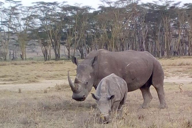 4 Days - Majestic Maasai Mara and Lake Nakuru Safari - Day 3: drive to Lake Nakuru and your second-night hotel reset