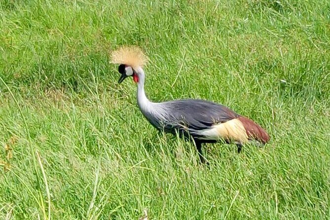 4 Days - Majestic Maasai Mara and Lake Nakuru Safari - Day 4 in Lake Nakuru: 3-hour rhino chances and a return to Nairobi