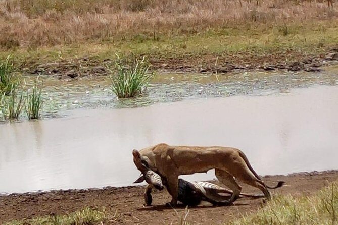 4 Days - Majestic Maasai Mara and Lake Nakuru Safari - Your guide: why names like Safari and Shaury matter