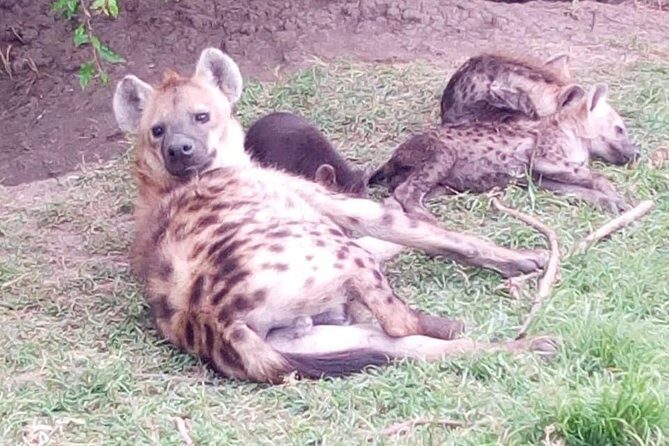 4 Days - Majestic Maasai Mara and Lake Nakuru Safari - Hotels and meals: how the included food boosts the safari value