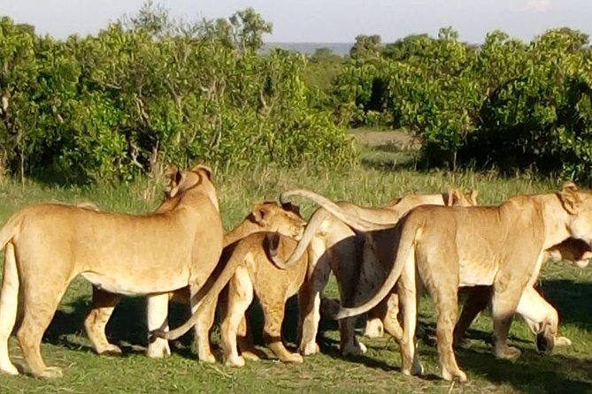 4 Days - Majestic Maasai Mara and Lake Nakuru Safari - What you’re most likely to see (and how to set expectations)