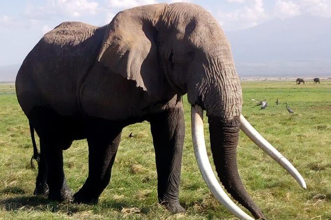 4 Days - Majestic Maasai Mara and Lake Nakuru Safari - Day 1 in the Mara: Rift Valley views, then your first game drive