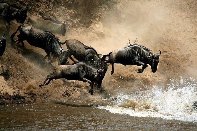 4 Days Masai Mara and Lake Nakuru Budget Safari Meals included - 4 Days Across Kenya’s Two Standout Parks
