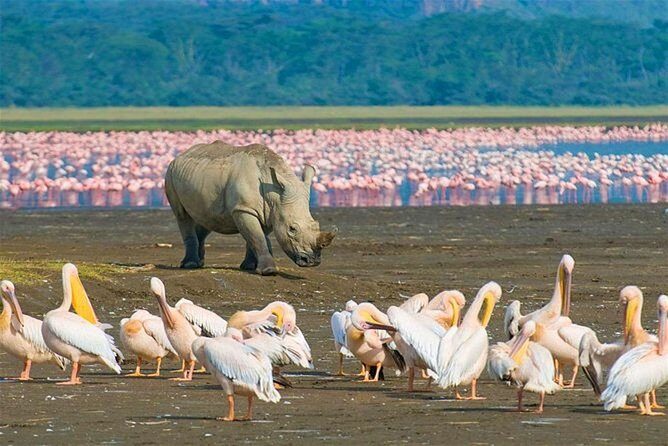 4 Days Masai Mara and Lake Nakuru Budget Safari Meals included - Getting to Lake Nakuru: A Different Kind of Wildlife Day