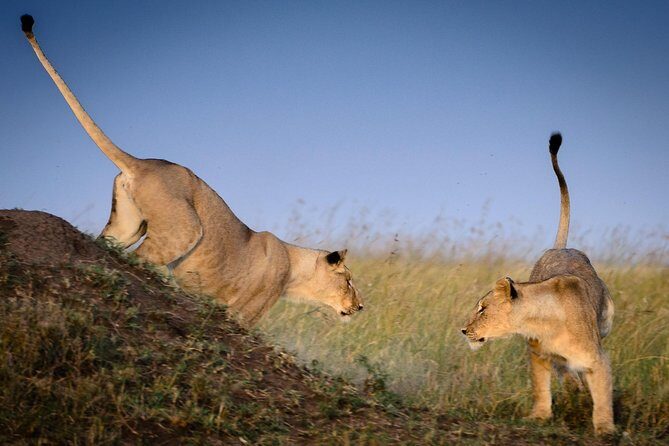 4 Days Masai Mara and Lake Nakuru Budget Safari Meals included - Transport, Camps, and the Meals That Keep You Going