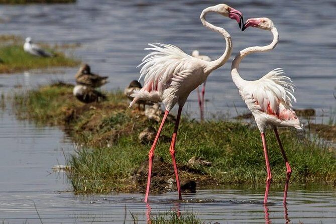 4 Days Masai Mara and Lake Nakuru Budget Safari Meals included - Nairobi Pickup and the Road to the Rift Valley Viewpoints