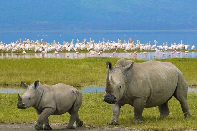 4 Days Masai Mara and Lake Nakuru Shared Camping Safari - Key Points You’ll Care About