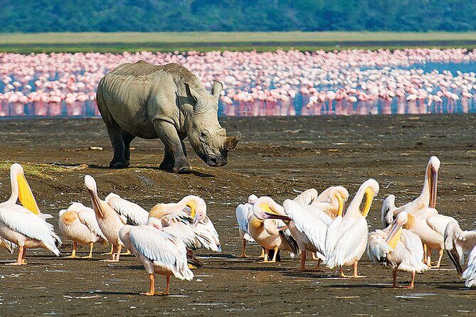 4 Days Masai Mara and Lake Nakuru Shared Camping Safari - Day 1: Rift Valley Viewpoints, Picnic Lunch, and Your First Maasai Mara Game Drive