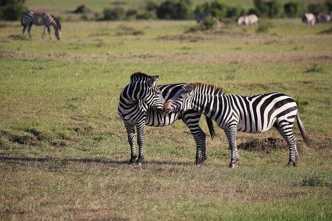 4 Days Masai Mara and Lake Nakuru Shared Camping Safari - Day 3: Transfer to Lake Nakuru, Mt. Longmont Views, and Late-Evening Arrival