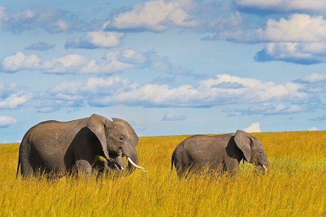 4 Days Masai Mara and Lake Nakuru Shared Camping Safari - Where You Sleep and What Camping Really Means Here