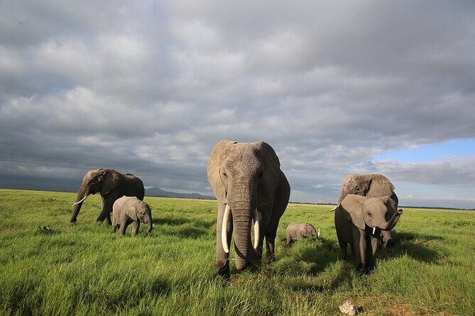 4 Days Masai Mara and Lake Nakuru Shared Camping Safari - Wildlife Odds: Big Cats, Big Five Chances, Rhinos, and the Pink Lake Effect