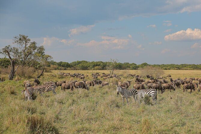 4 Days Masai Mara and Lake Nakuru Shared Camping Safari - Day 2: Full Mara Wildlife Day, Mara River Crocs, and an Optional Maasai Village