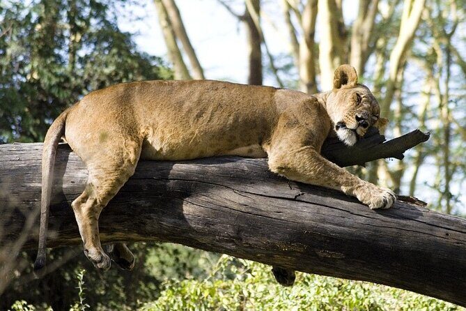 4 Days Masai Mara & Lake Nakuru Budget Group Safari in a 4x4 Jeep - Key highlights you should care about