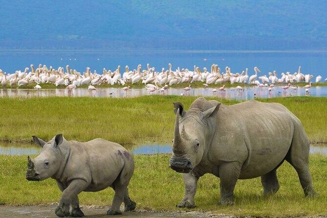 4 Days Masai Mara & Lake Nakuru Budget Group Safari in a 4x4 Jeep - Two full days chasing Big Five in Maasai Mara (and the Mara River)