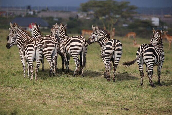 4 Days Masai Mara & Lake Nakuru Budget Group Safari in a 4x4 Jeep - A morning white rhino chance near Nairobi: Day 4’s short, focused game drive