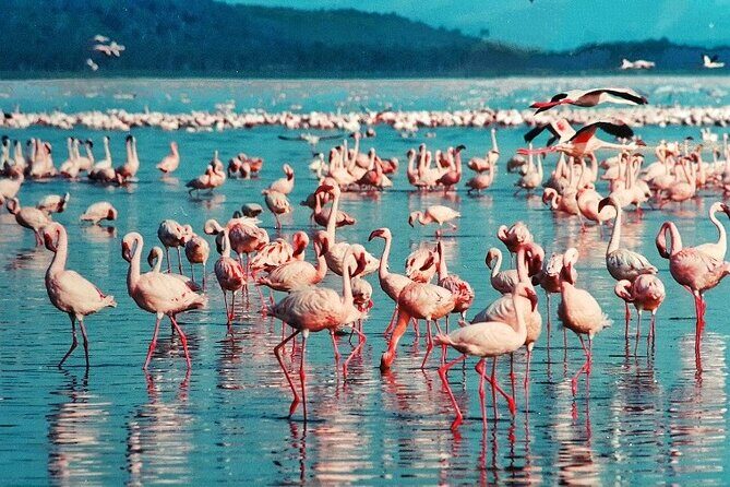4 Days Masai Mara & Lake Nakuru Budget Group Safari in a 4x4 Jeep - 4x4 Jeep and group safari reality: what budget format means
