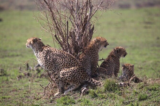 4 Days Masai Mara & Lake Nakuru Budget Group Safari in a 4x4 Jeep - Culture and balloon options: how to decide without overbuying