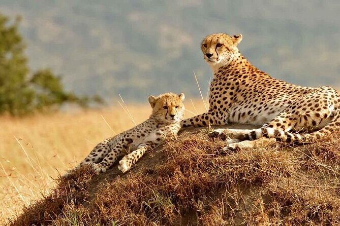 4 Days Masai Mara & Lake Nakuru Budget Group Safari in a 4x4 Jeep - Who this safari suits best (and who should look elsewhere)