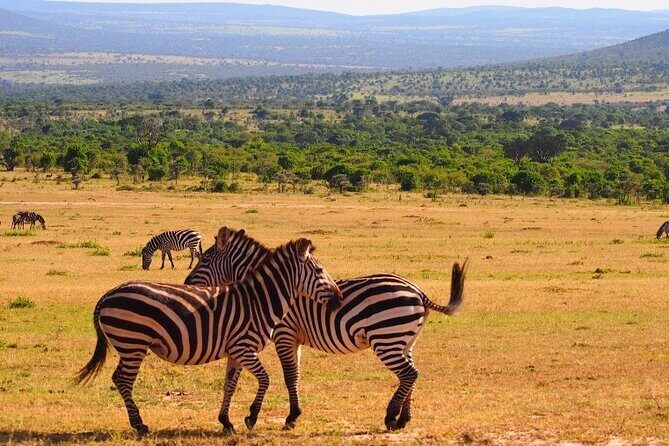4 Days Masai Mara & Lake Nakuru Budget Group Safari in a 4x4 Jeep - Transfer day to Lake Nakuru: the change of pace you will feel