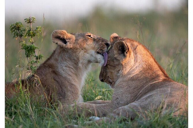 4 Days Masai Mara/Lake Nakuru Budget Safari - Key things to know before you go