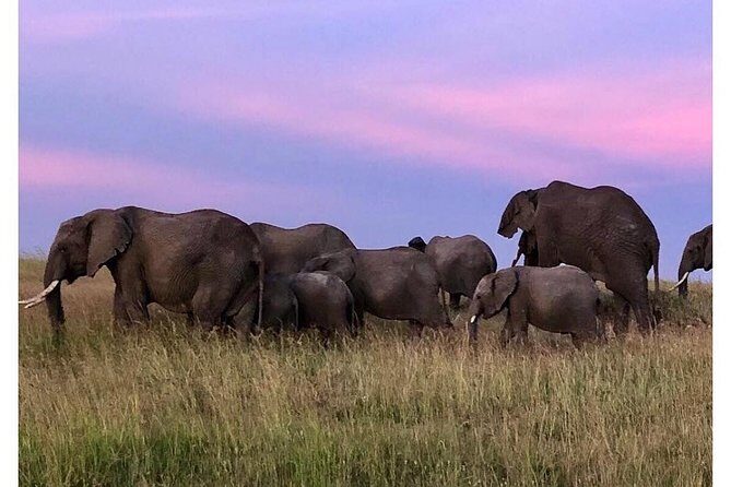 4 Days Masai Mara/Lake Nakuru Budget Safari - Why Masai Mara plus Lake Nakuru makes sense in 4 days
