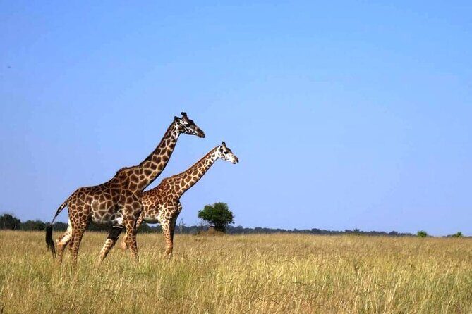 4 Days Masai Mara & Lake Nakuru Group Joining Safari - Key highlights to know before you go
