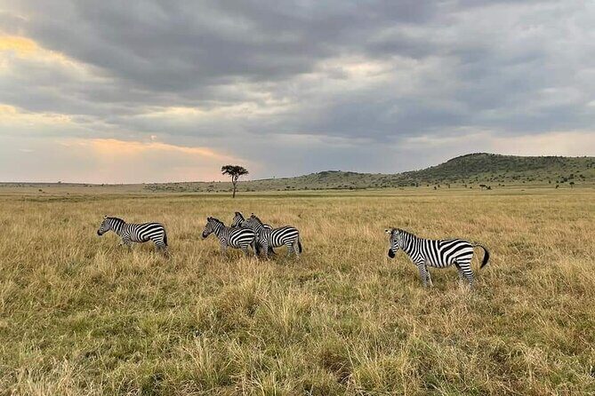 4 Days Masai Mara & Lake Nakuru Group Joining Safari - Lake Nakuru on Day 4: flamingos, both rhinos, and a birding bonus