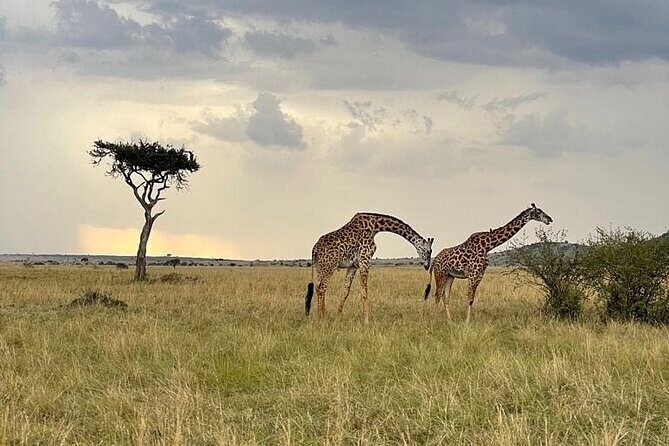 4 Days Masai Mara & Lake Nakuru Group Joining Safari - Price and what $650 buys you for a short safari